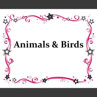 Animals & Birds